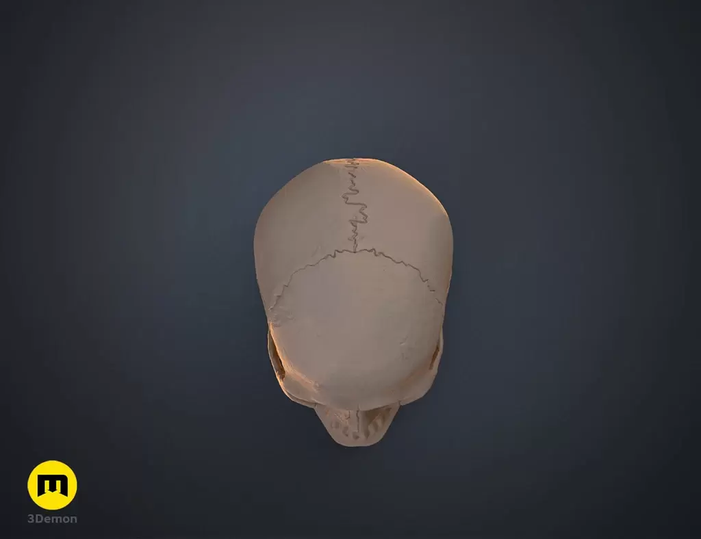 人类头骨的数字 3D 打印模型Anatomically Correct Human Skull (Homo Sapiens Sapiens)插图3