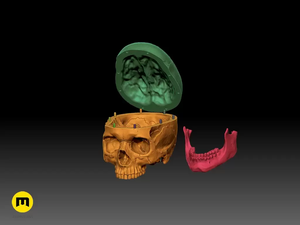 人类头骨的数字 3D 打印模型Anatomically Correct Human Skull (Homo Sapiens Sapiens)插图13