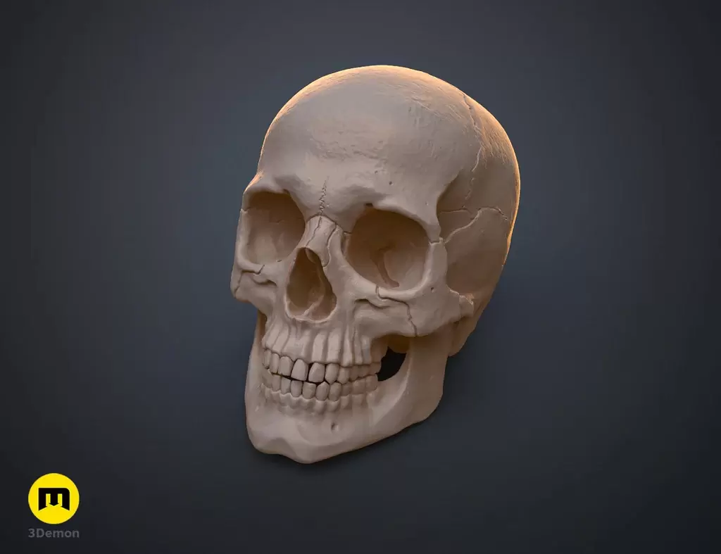 人类头骨的数字 3D 打印模型Anatomically Correct Human Skull (Homo Sapiens Sapiens)插图2