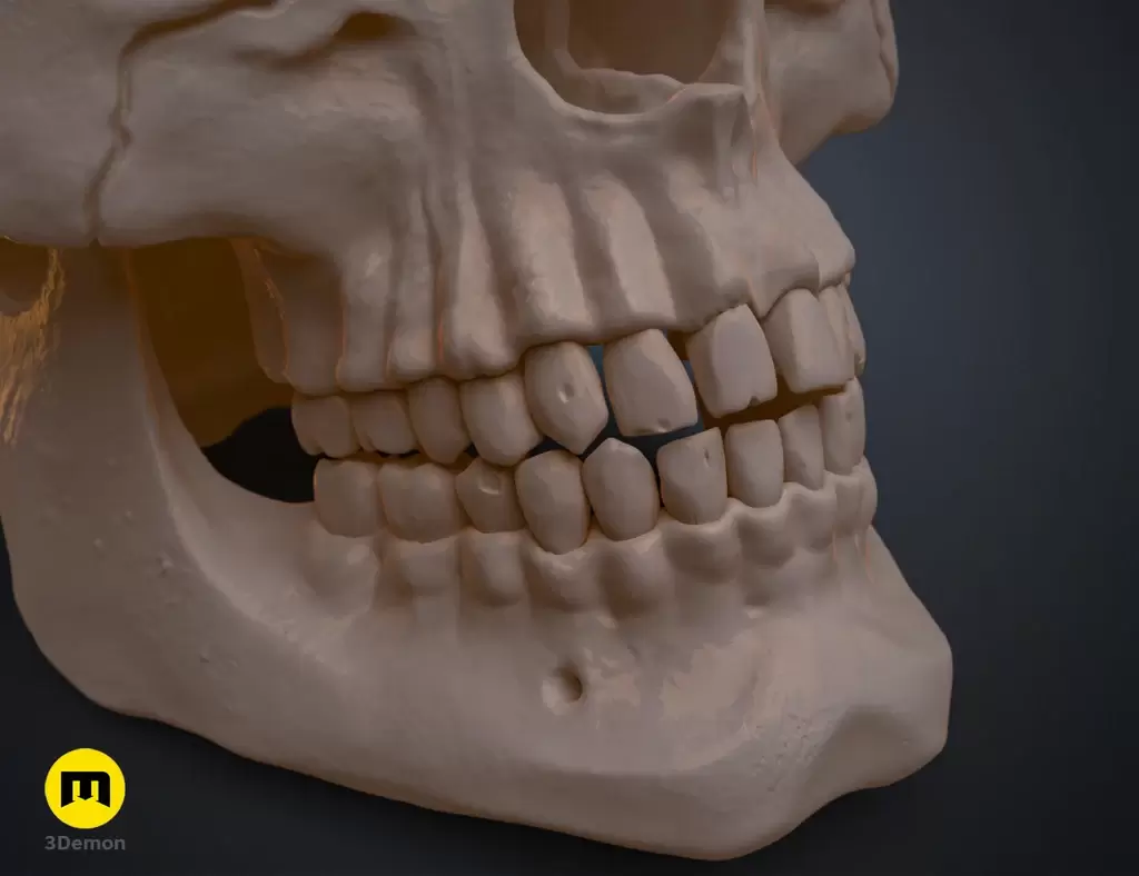 人类头骨的数字 3D 打印模型Anatomically Correct Human Skull (Homo Sapiens Sapiens)插图8