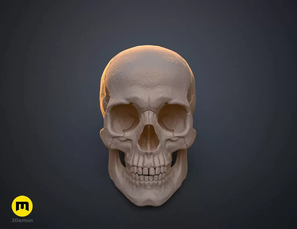 人类头骨的数字 3D 打印模型Anatomically Correct Human Skull (Homo Sapiens Sapiens)插图6