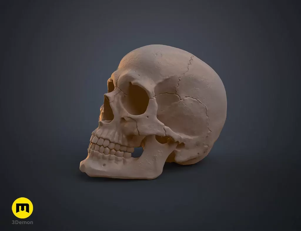 人类头骨的数字 3D 打印模型Anatomically Correct Human Skull (Homo Sapiens Sapiens)插图1