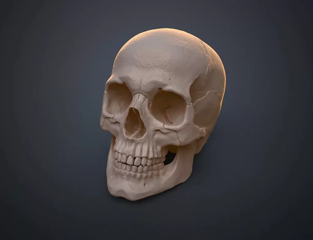 人类头骨的数字 3D 打印模型Anatomically Correct Human Skull (Homo Sapiens Sapiens)插图