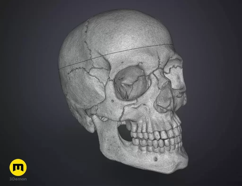人类头骨的数字 3D 打印模型Anatomically Correct Human Skull (Homo Sapiens Sapiens)插图11