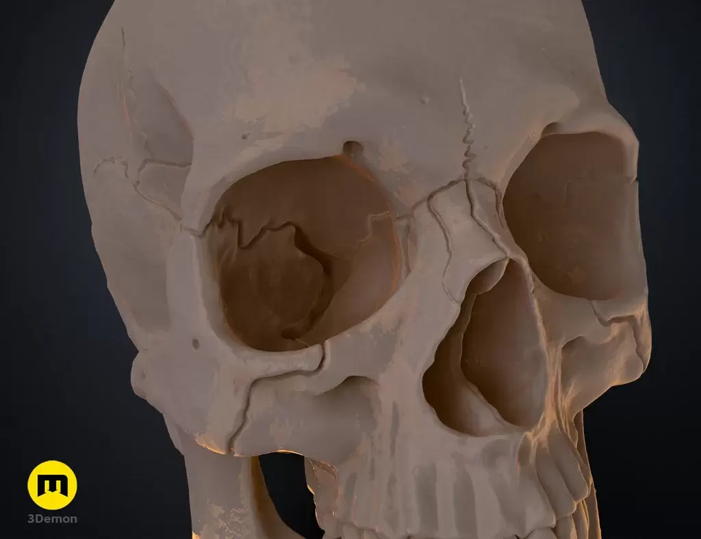 人类头骨的数字 3D 打印模型Anatomically Correct Human Skull (Homo Sapiens Sapiens)插图7