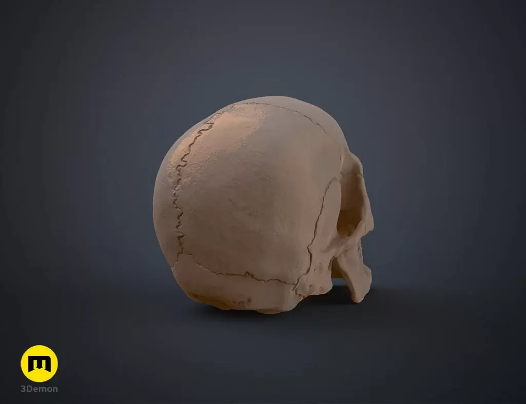 人类头骨的数字 3D 打印模型Anatomically Correct Human Skull (Homo Sapiens Sapiens)插图4