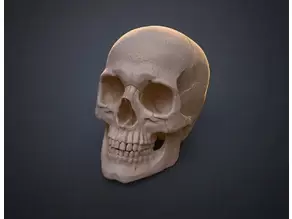 人类头骨的数字 3D 打印模型Anatomically Correct Human Skull (Homo Sapiens Sapiens)