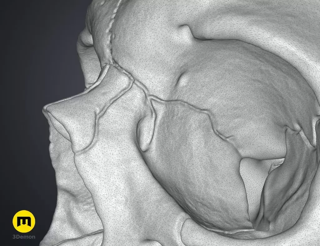 人类头骨的数字 3D 打印模型Anatomically Correct Human Skull (Homo Sapiens Sapiens)插图10