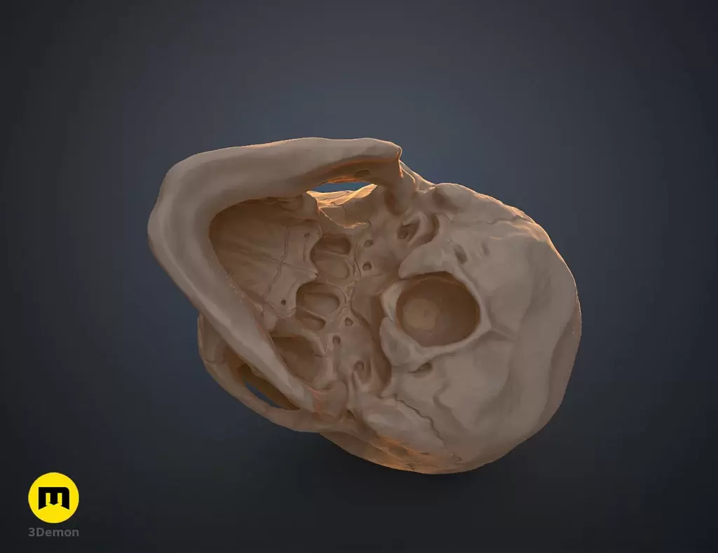 人类头骨的数字 3D 打印模型Anatomically Correct Human Skull (Homo Sapiens Sapiens)插图5