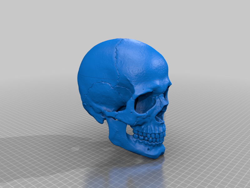 人类头骨的数字 3D 打印模型Anatomically Correct Human Skull (Homo Sapiens Sapiens)插图9