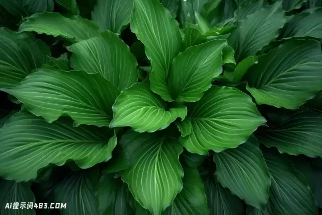 Lilia Alvarado风格的大型绿叶植物