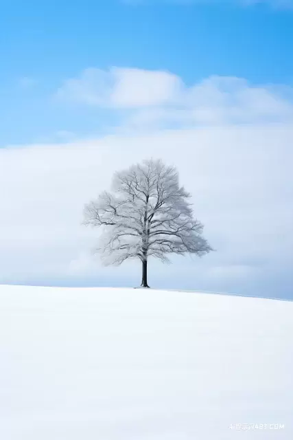 雪中的一棵小树